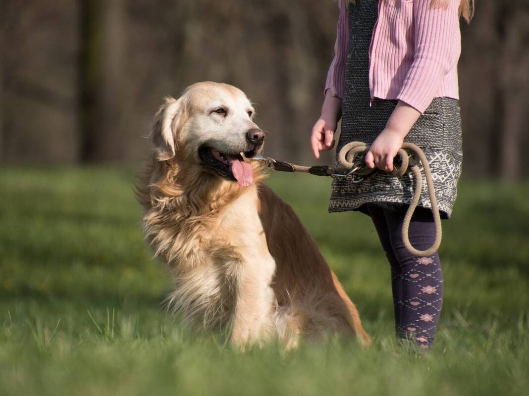 Hund an Leine