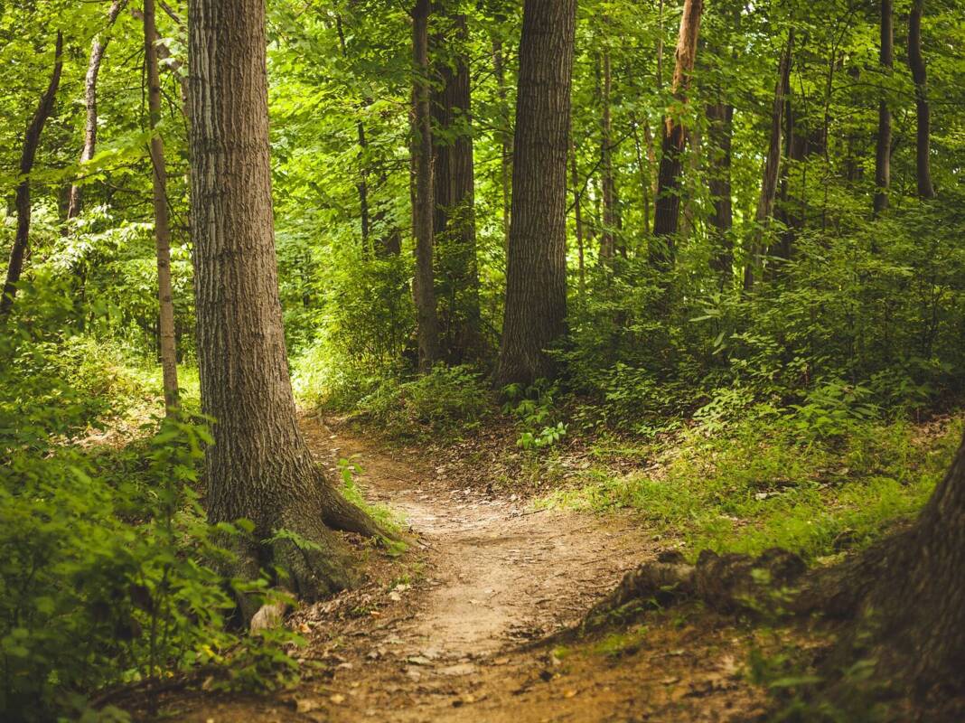 Waldweg