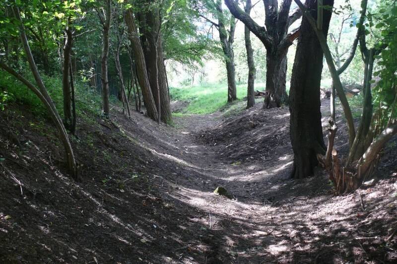 Waldstück auf dem Kulturweg